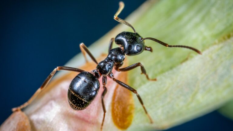 carpenter ant