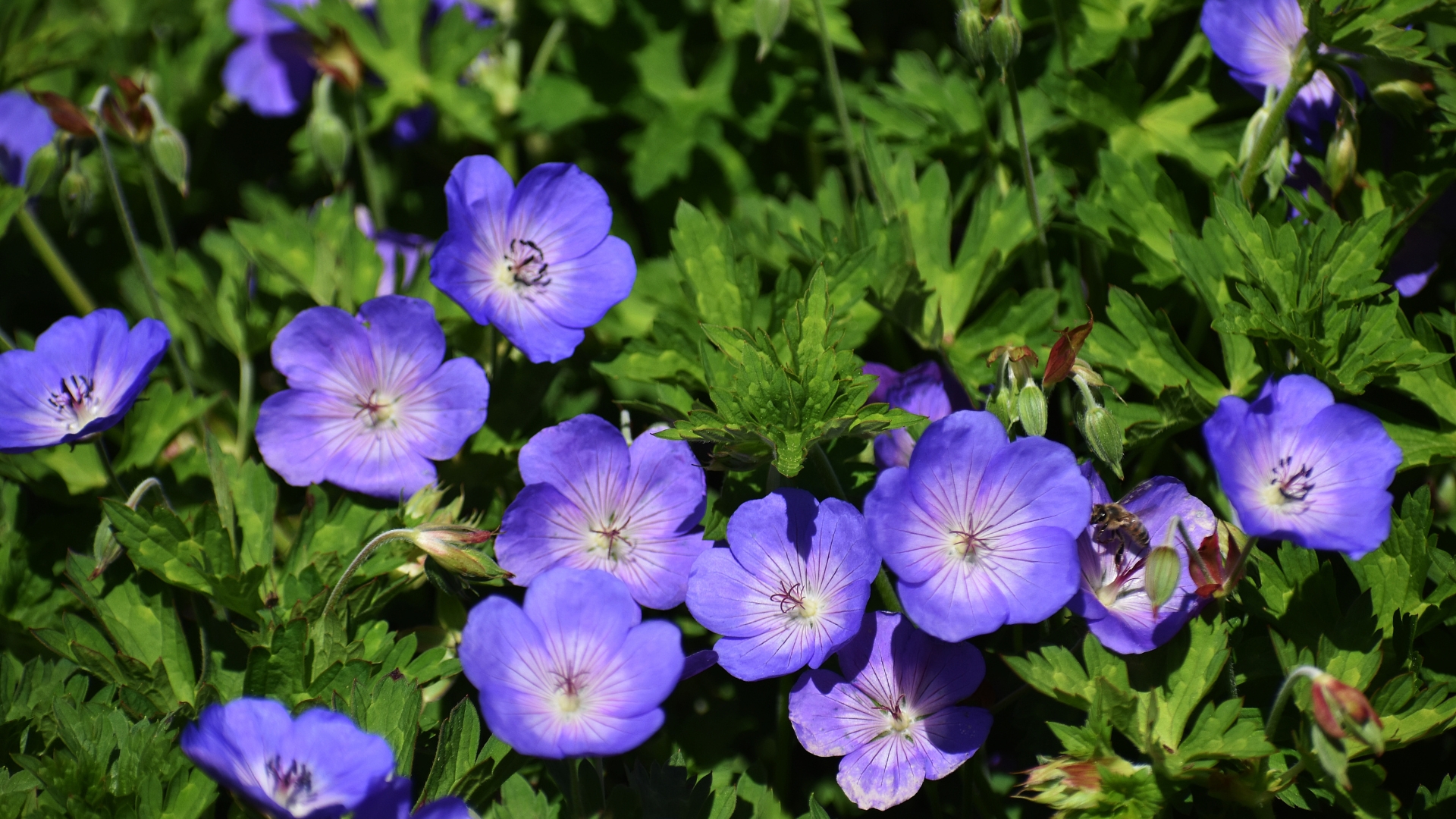 Geraniums
