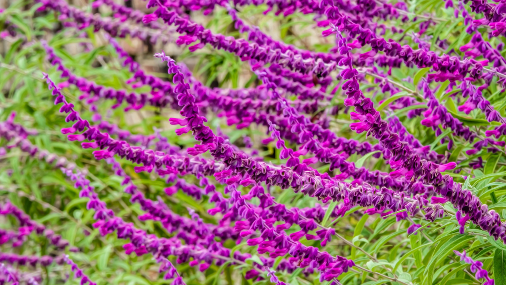 mexican bush sage