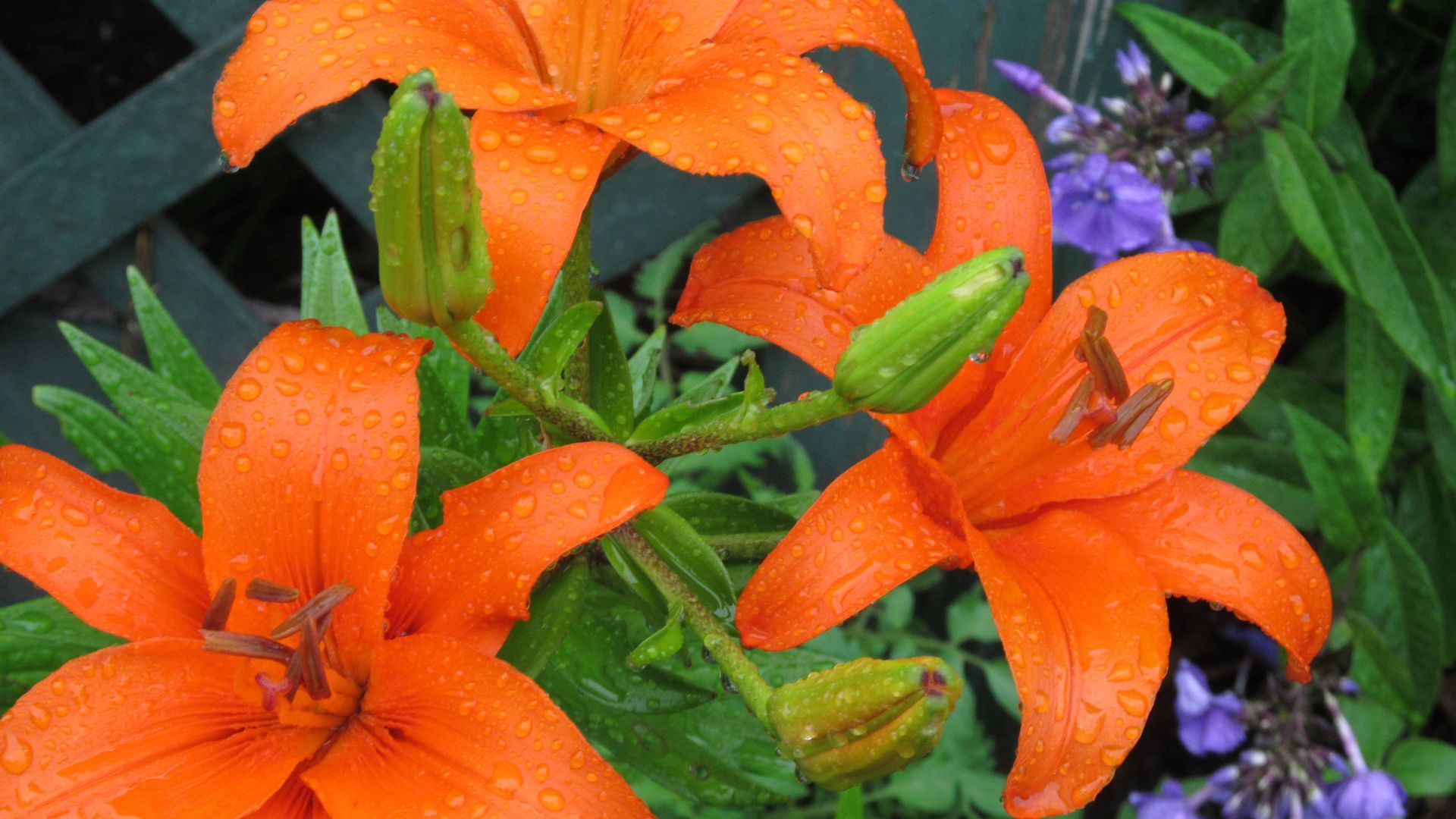 daylily