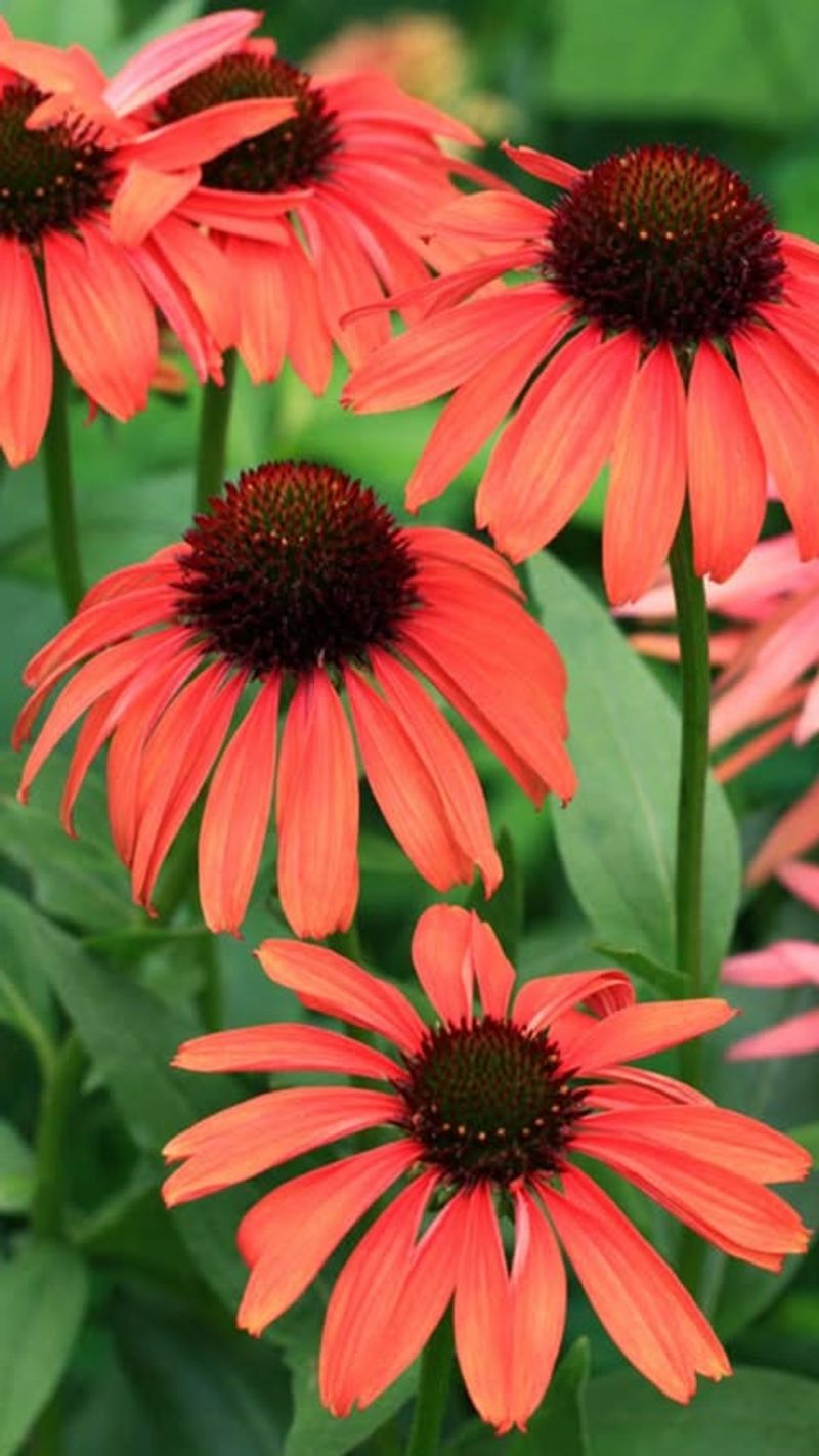 Coneflowers: Nature's Perfect Match