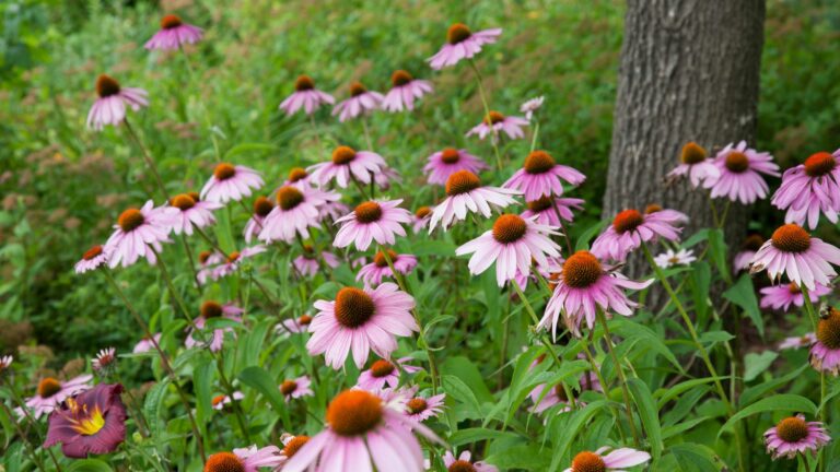 coneflowers