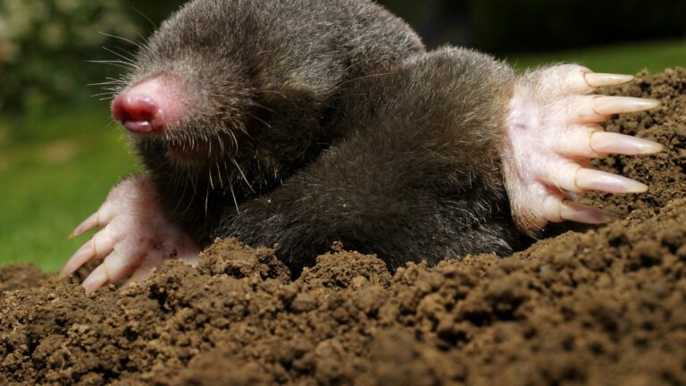 mole in yard