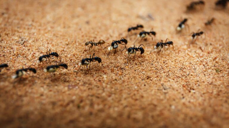 ants