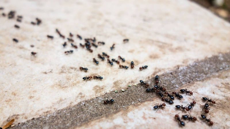 Strong Scent Disrupts Ant Trails
