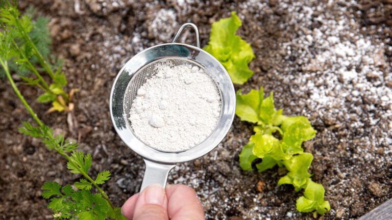 Diatomaceous Earth