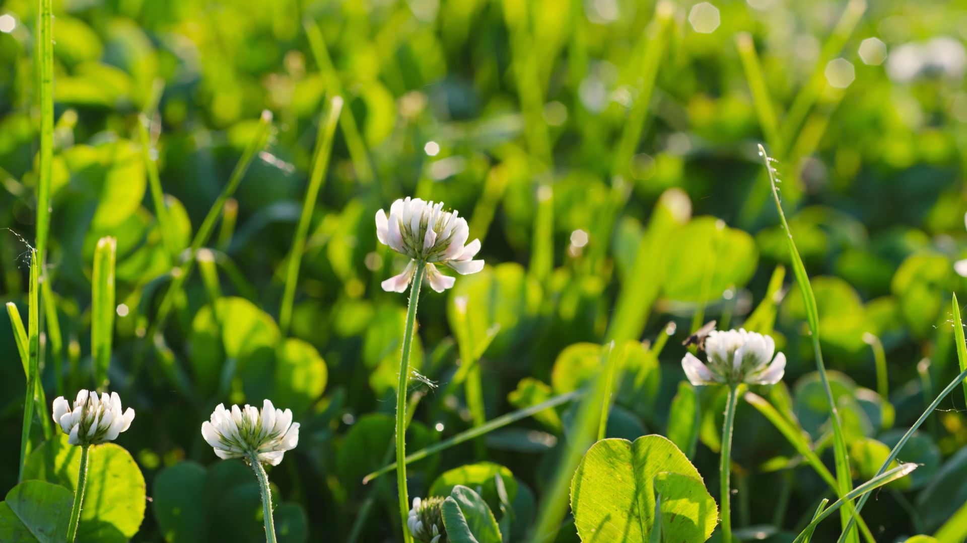 15 Reasons People Are Replacing Their Lawns With Clover (And Why You Might Want To, Too)