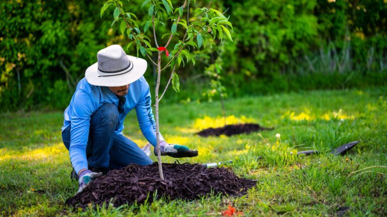 gardener mulches a lawn