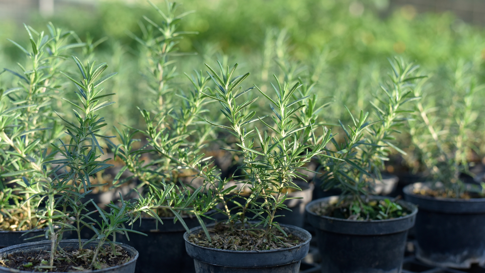 Rosemary