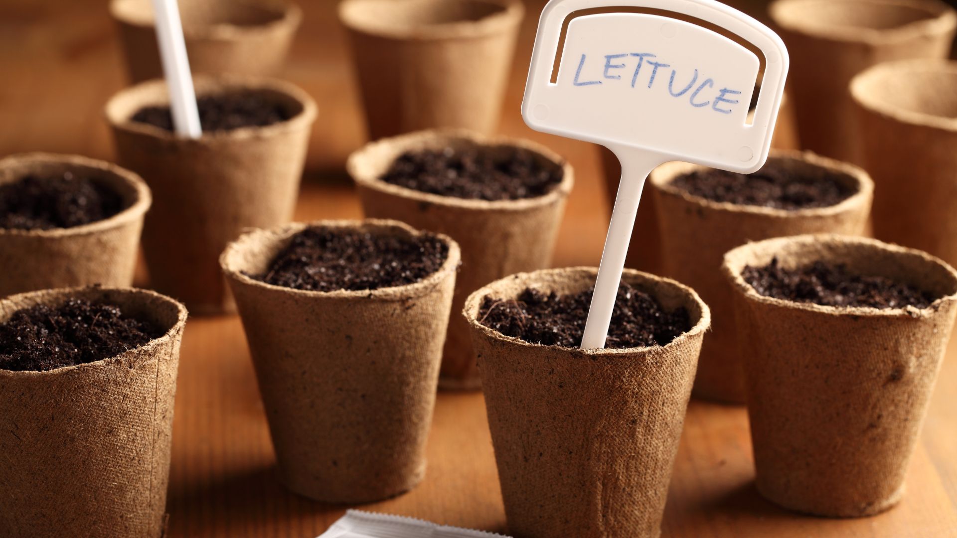 15 Reasons To Put Ice Cubes On Your Lettuce Seeds (And How It Actually Helps Germination)