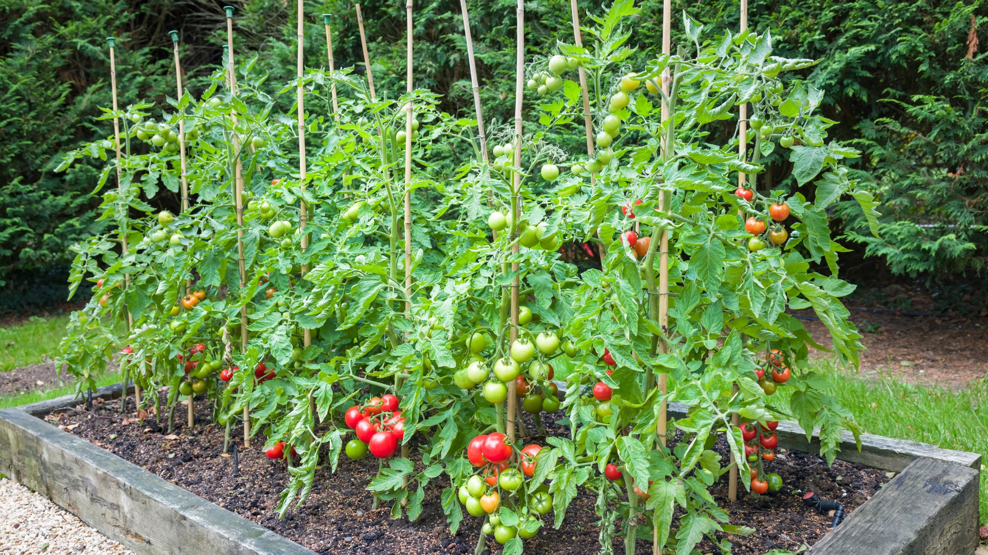 15 Reasons To Use Leftover Citrus Peels In Your Tomato Garden (And How It Benefits Your Plants)