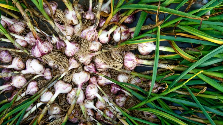 garlic plant