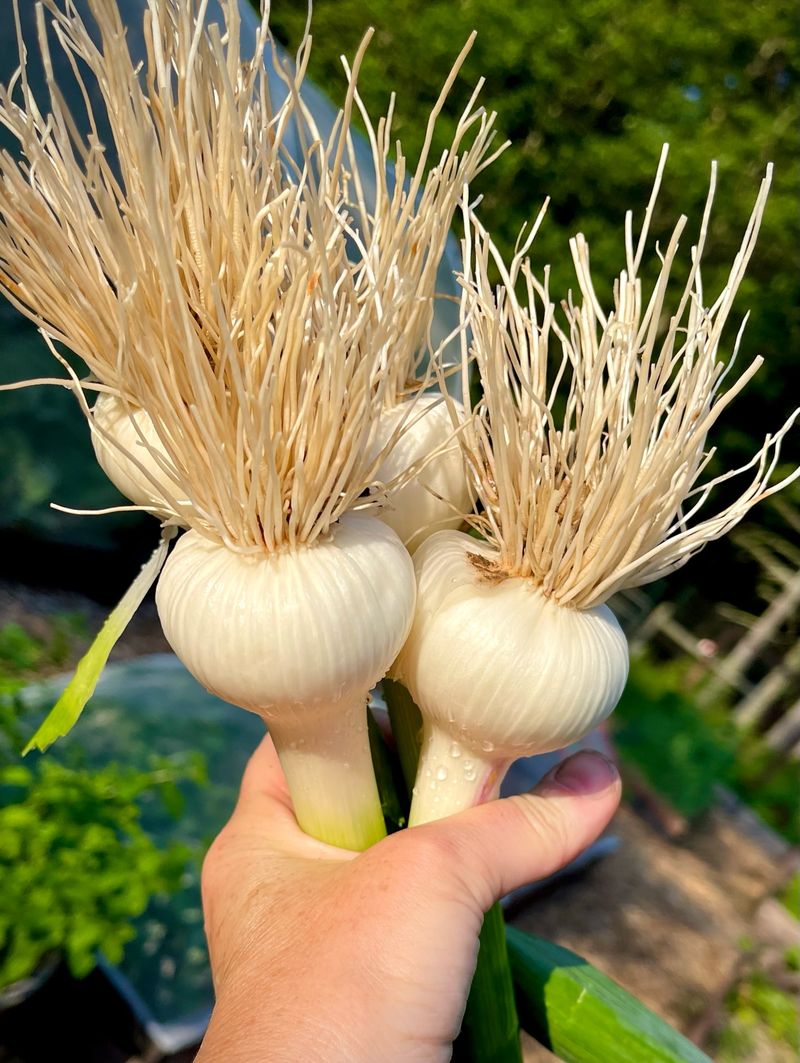 Bulb Maturation Process