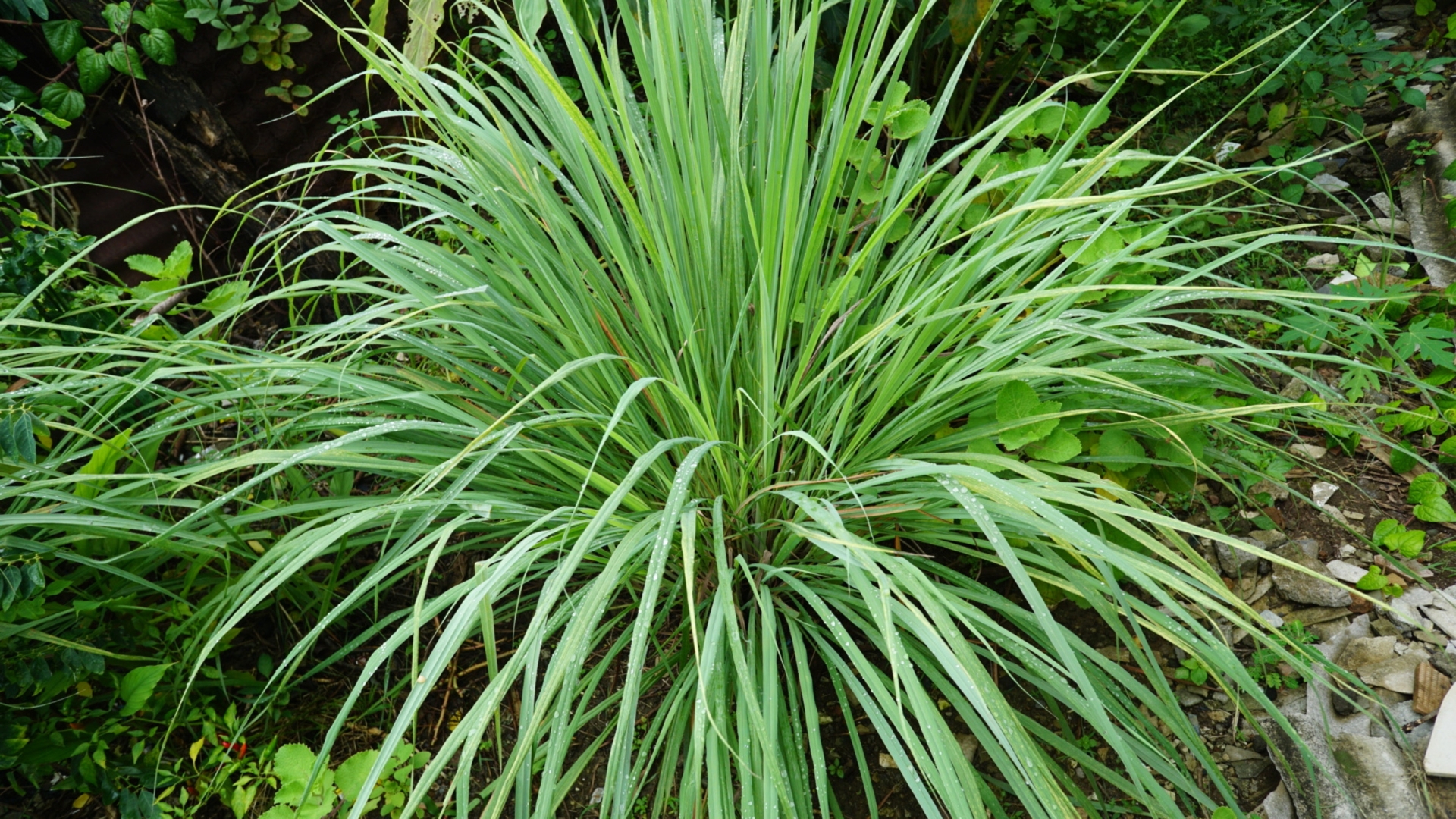 15 Reasons Why You Should Grow Lemongrass By Your Front Door