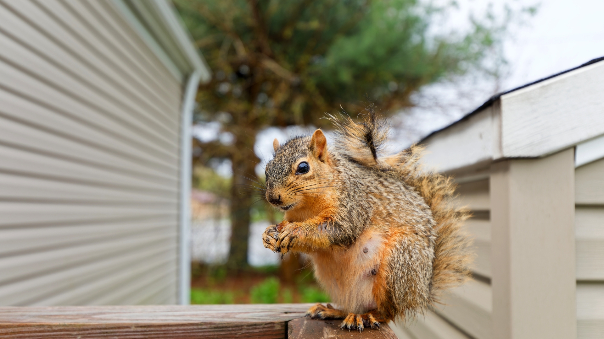 Squirrels