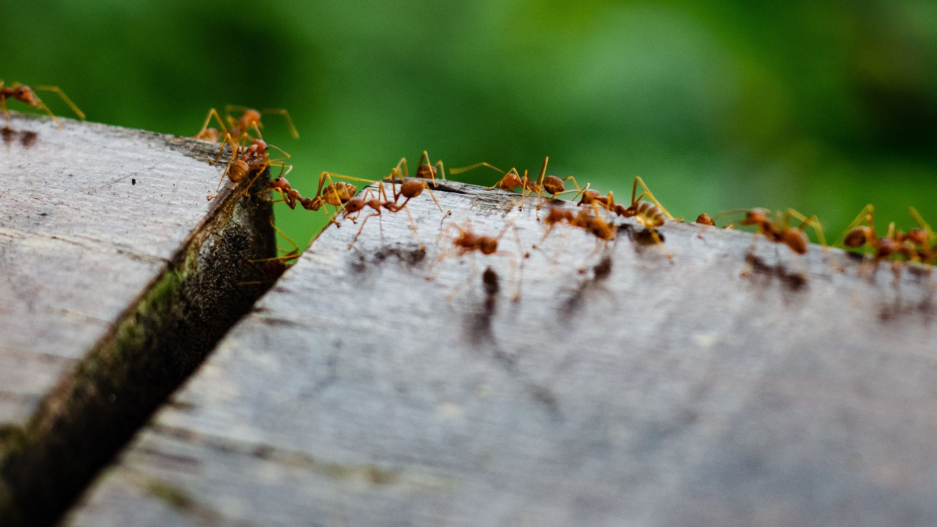 ants in yard