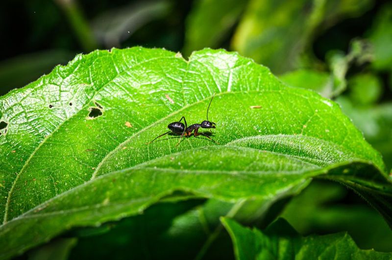 Natural Pest Controllers