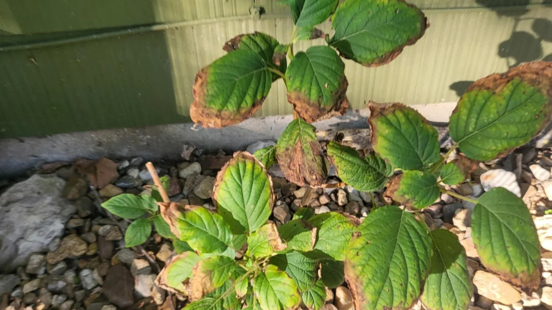brown hydrangea leaves