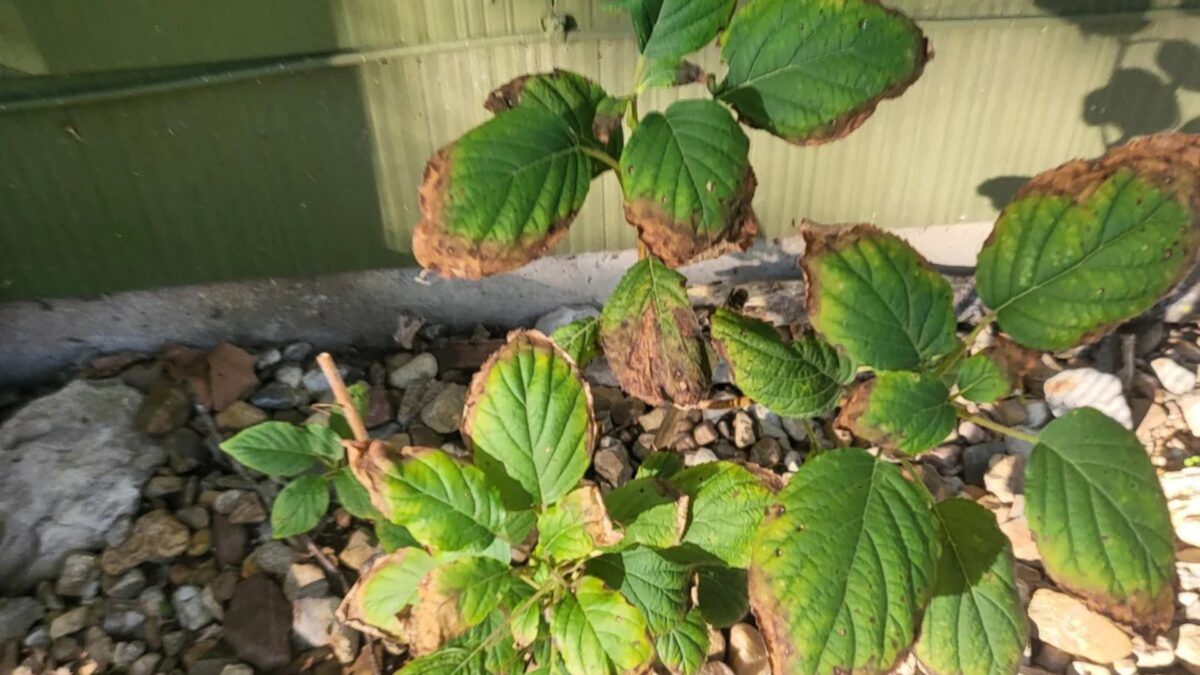 15 Reasons Your Hydrangea s Leaves Are Browning And How To Fix Them Fast 15-reasons-your-hydrangea-s-leaves-are-browning-and-how-to-fix-them-fast