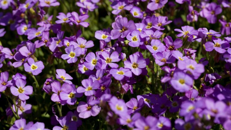 impatiens plant flowers
