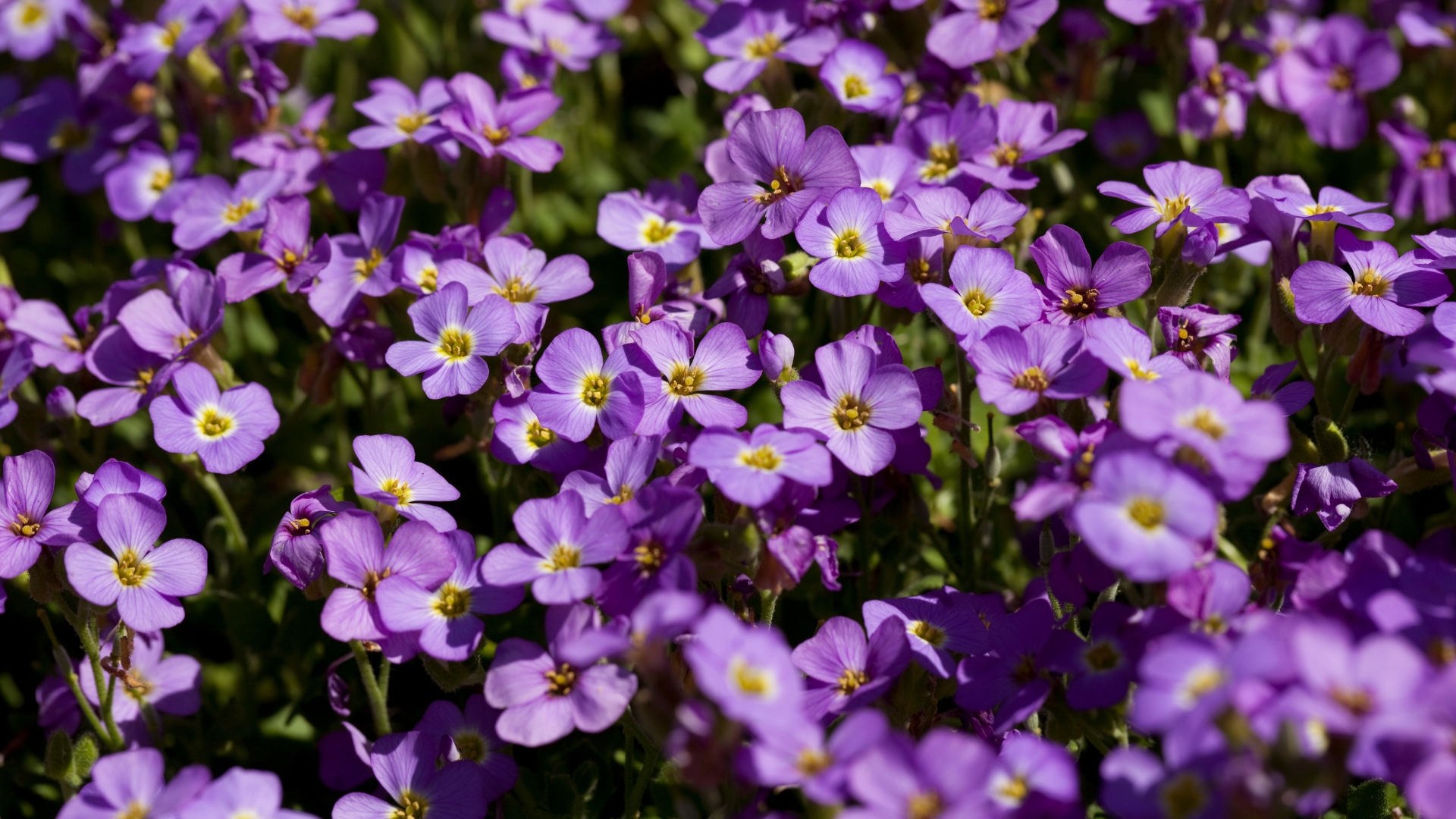 15 Shade-Loving Plants You Thought Needed Sun (Plus 5 True Sun Worshippers)
