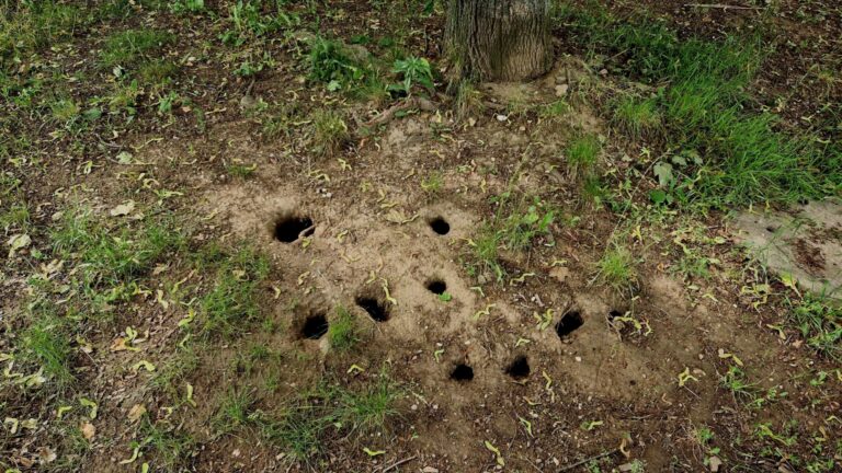 rat holes in yard