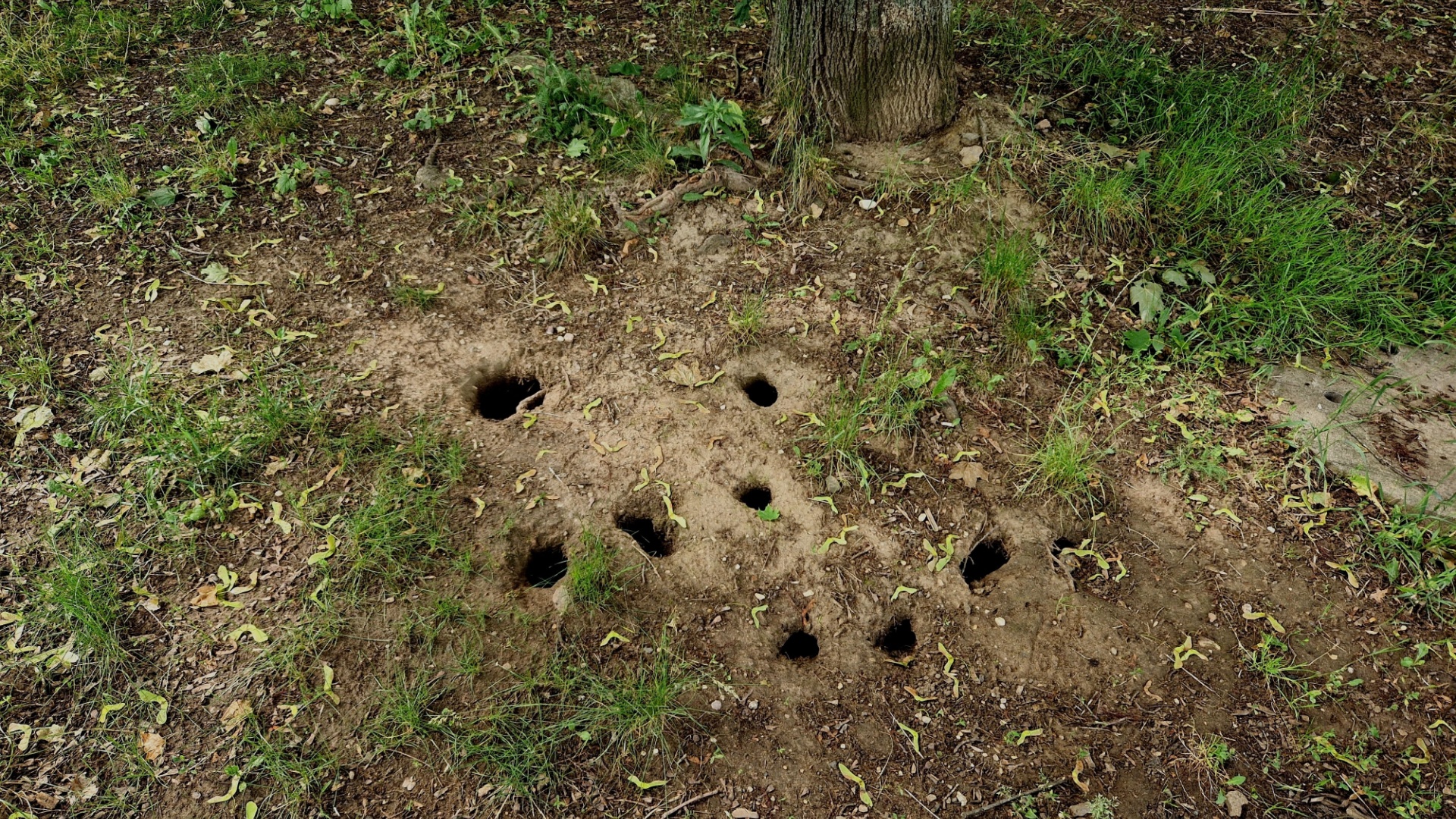 15 Signs Those Yard Holes Are From Rats—And How To Get Rid Of Them Fast