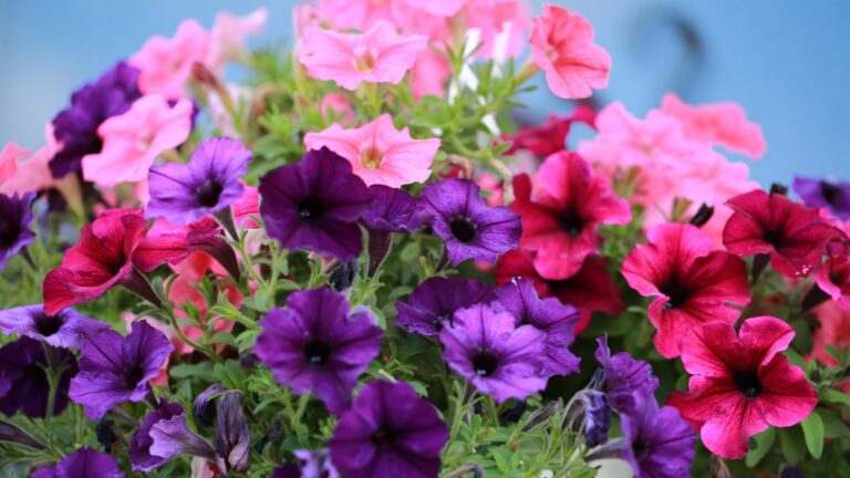 petunias