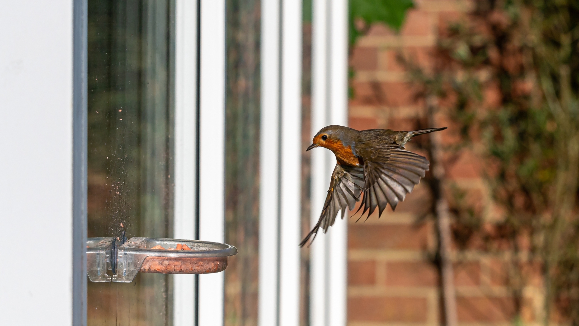 Bird