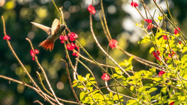 Hummingbirds