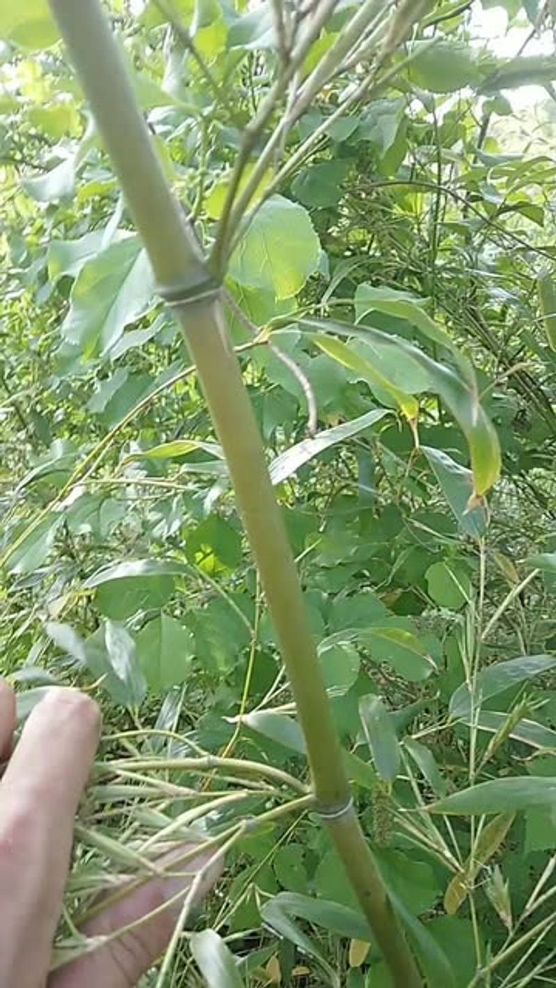 Bamboo Gone Wild