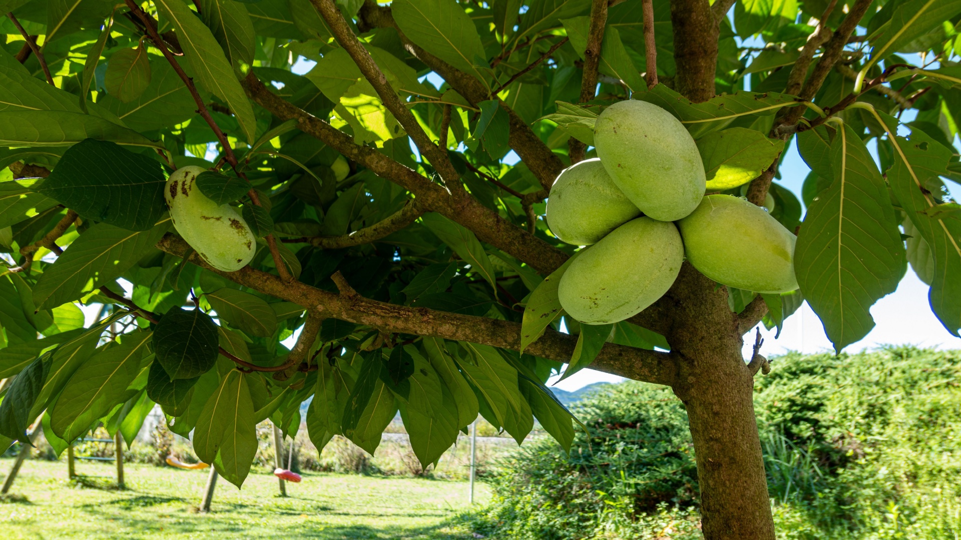15 Surprisingly Rare Fruits You Can Grow In A New Jersey Backyard (Even With Limited Space)