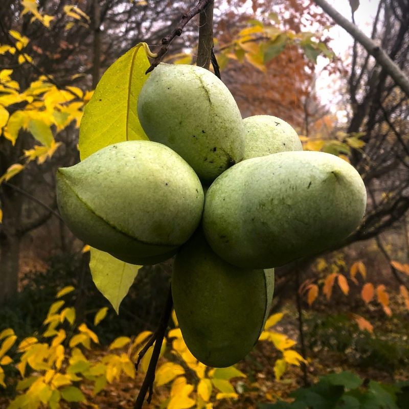 Pawpaw: North America's Forgotten Tropical Fruit