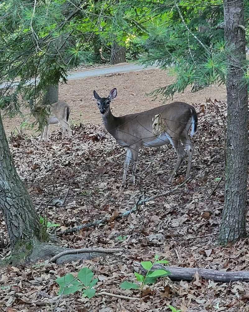 Deer Deterrent That Actually Works