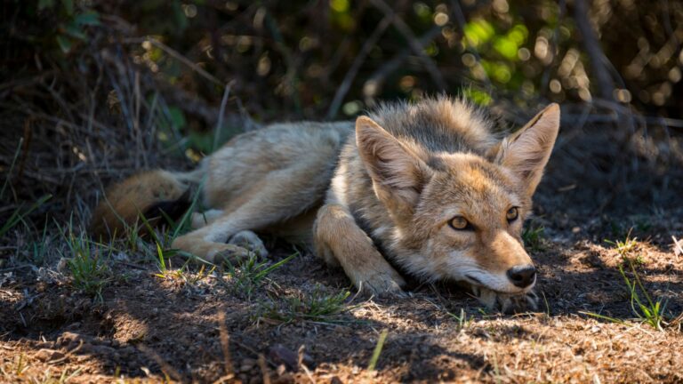 coyote in yard