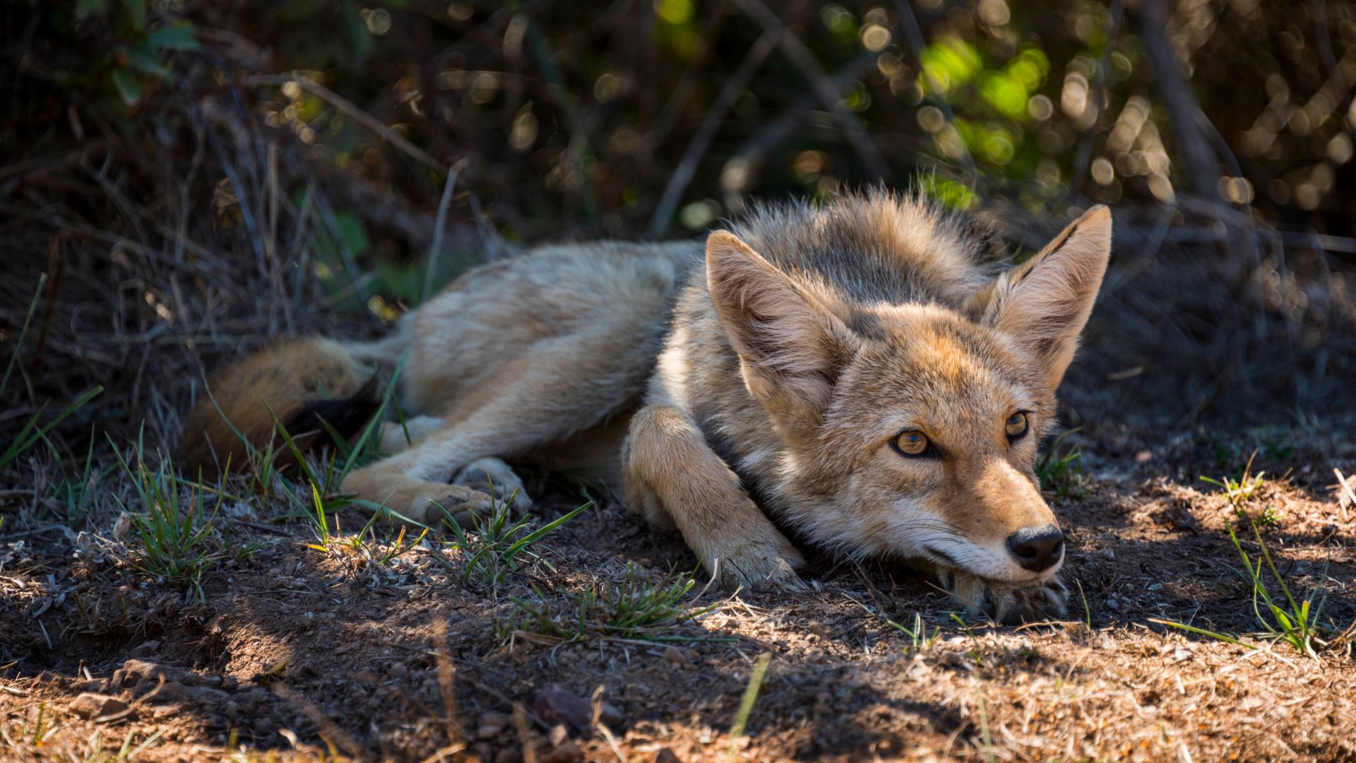 15 Things You Should Do If A Coyote Shows Up In Your California Yard (And 3 You Absolutely Shouldn’t)