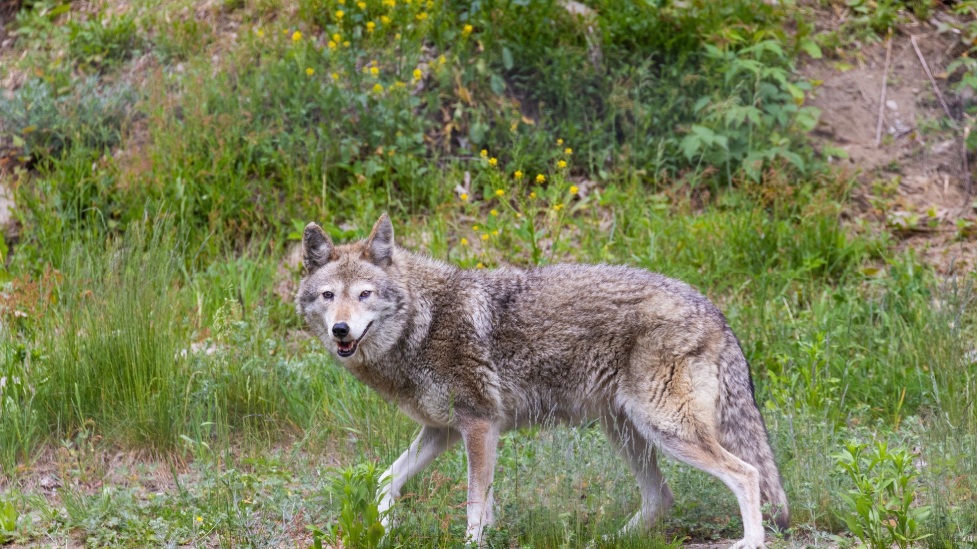 15 Things You Should Do If A Coyote Shows Up In Your Yard (And 3 You Absolutely Shouldn’t)