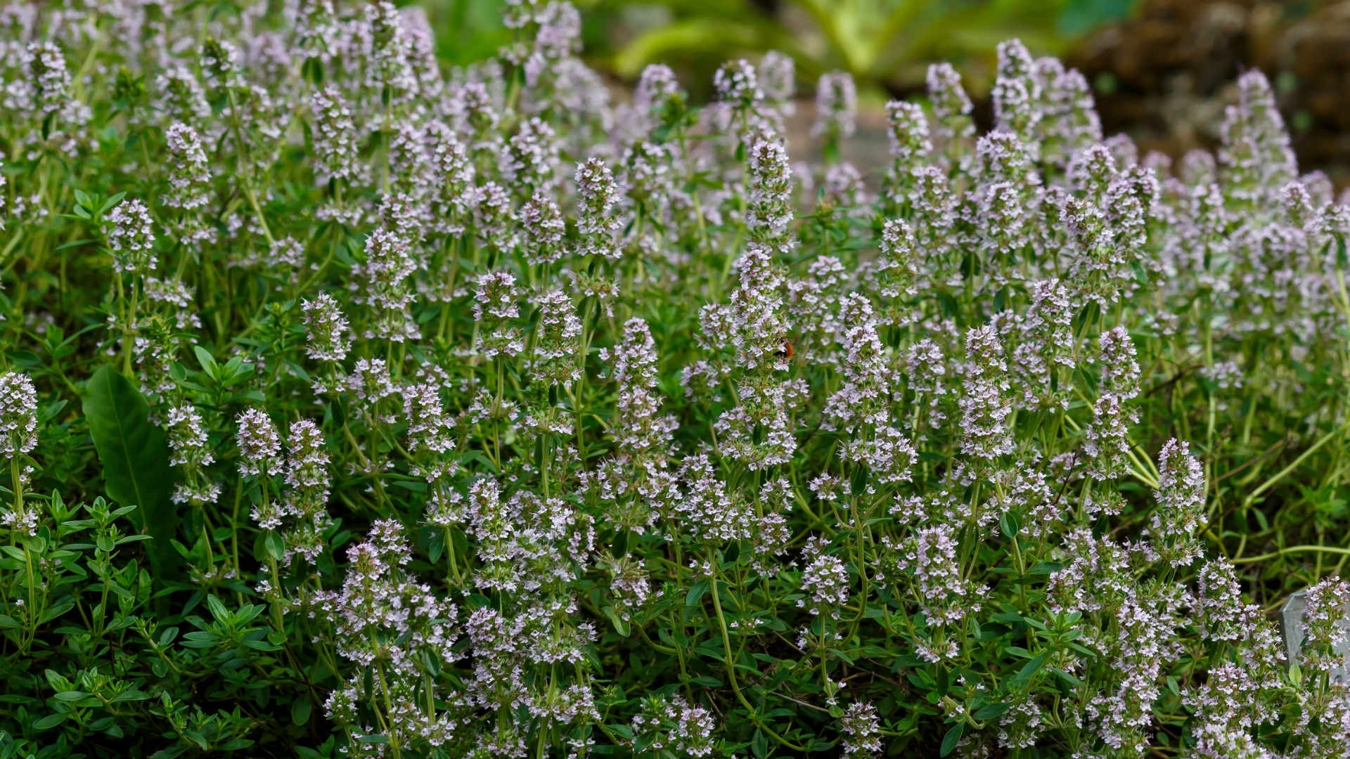 15 Tick-Repellent Ground Covers – A Natural Solution That’s Fragrant And Pretty For You, But Repulsive To Harmful Pests
