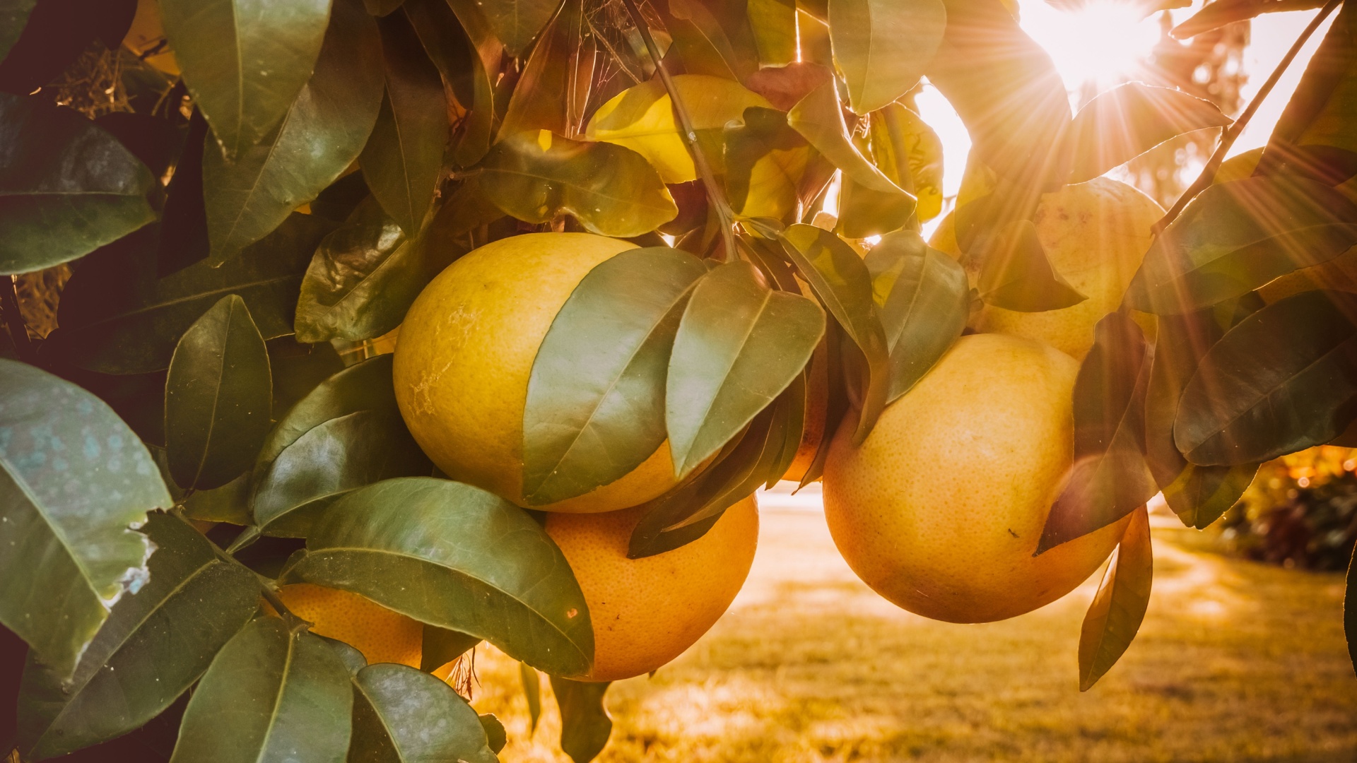 15 Tips For Growing Big, Juicy Grapefruits—Plus 3 Mistakes To Avoid