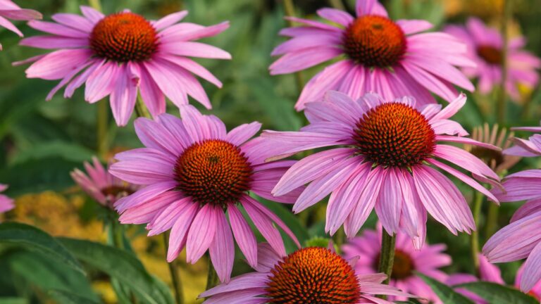 echinacea or coneflower