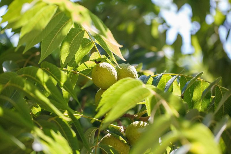 Black Walnut
