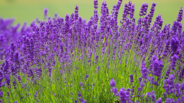 english lavender