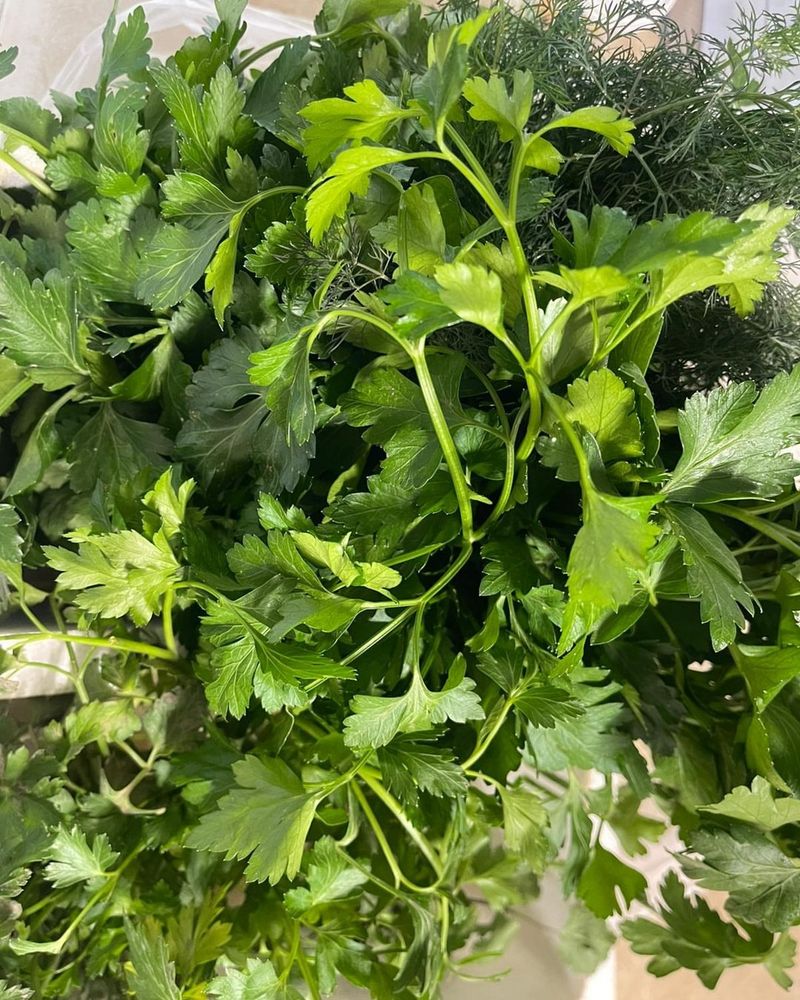 Broccolini: The Slender Hybrid