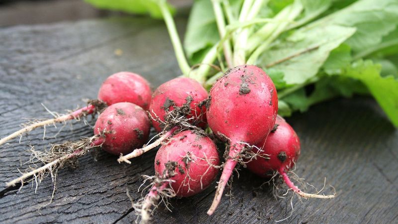 Radishes