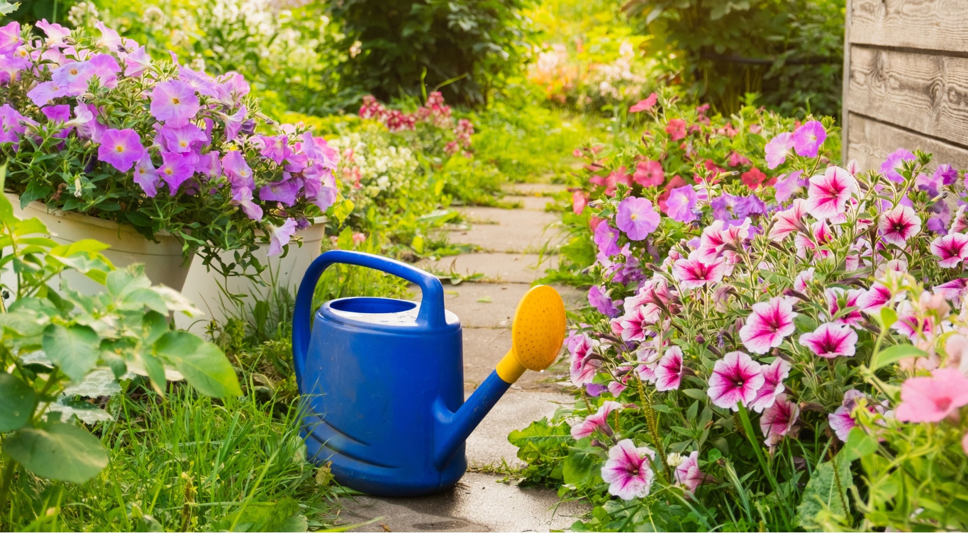 watering can in a garden