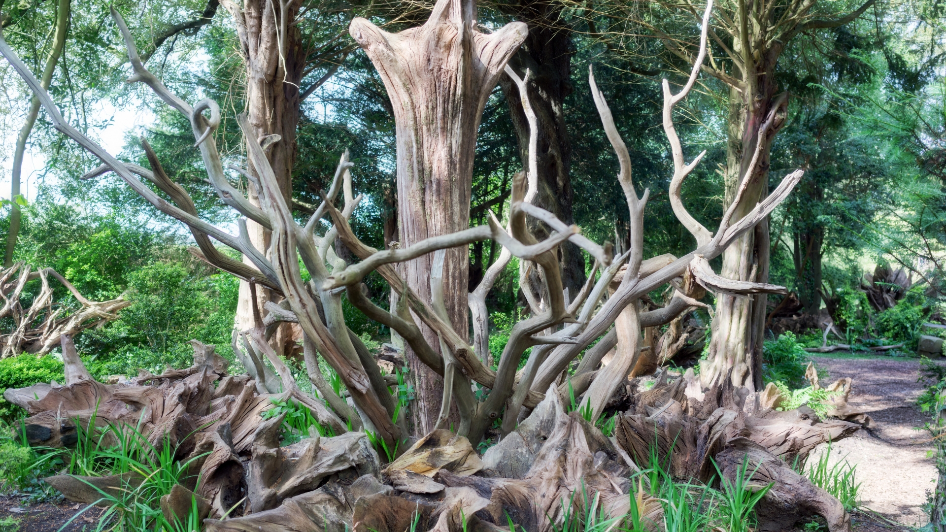 stumpery in garden