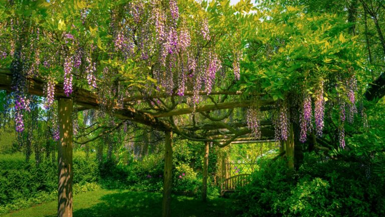 romantic garden pergola
