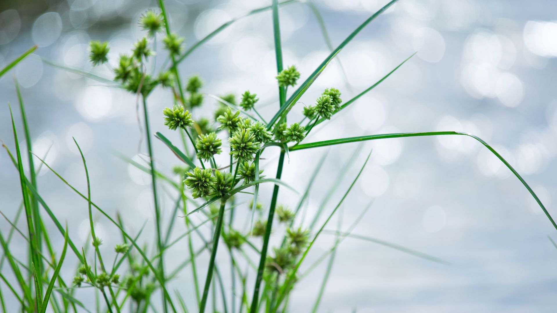 Nutgrass