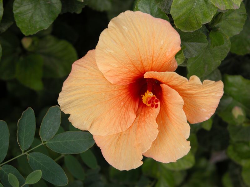 Choose Heat-Loving Varieties