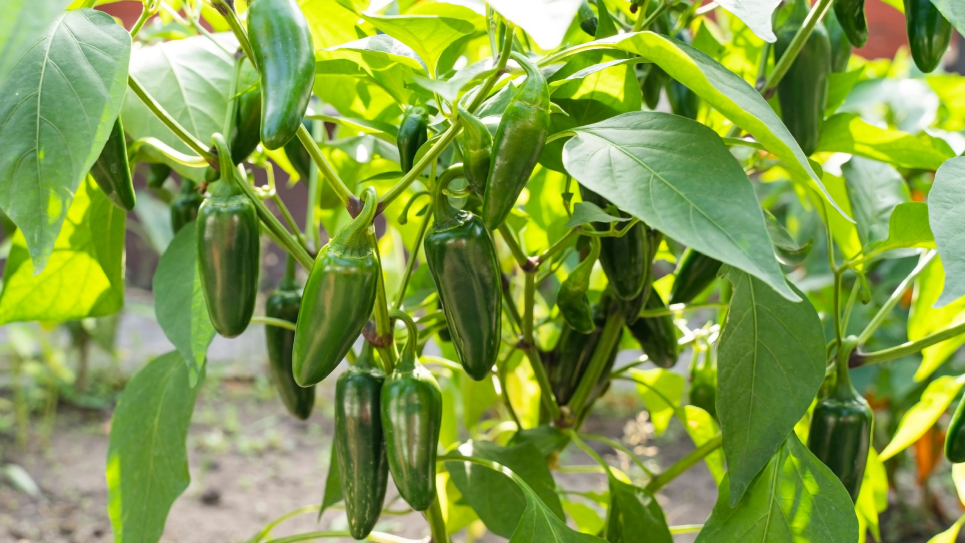 jalapenos